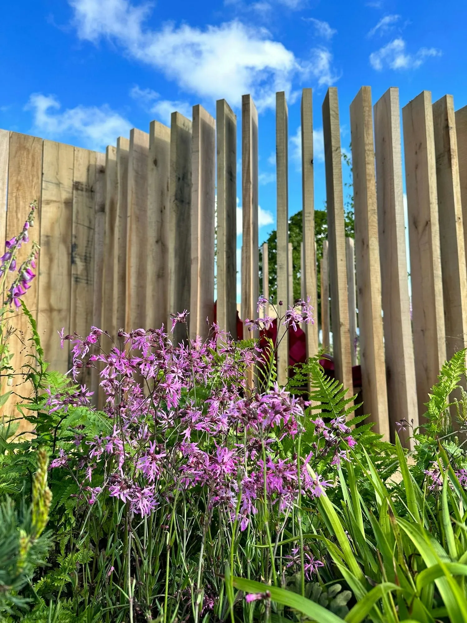 Pink ragged robin flowering against a vertical oak palisade under a blue sky