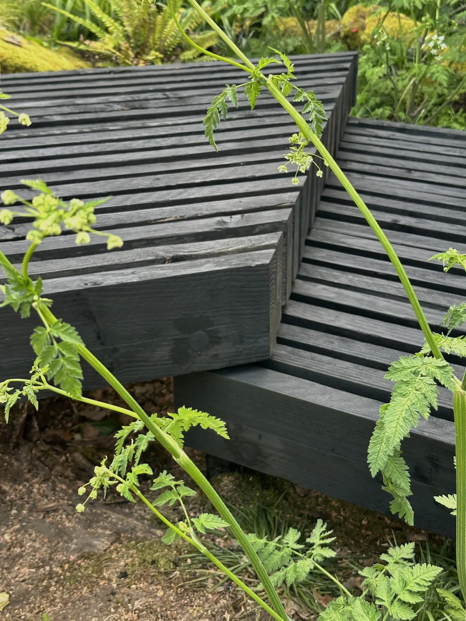 Charred timber steps rising through cow parsley and planting