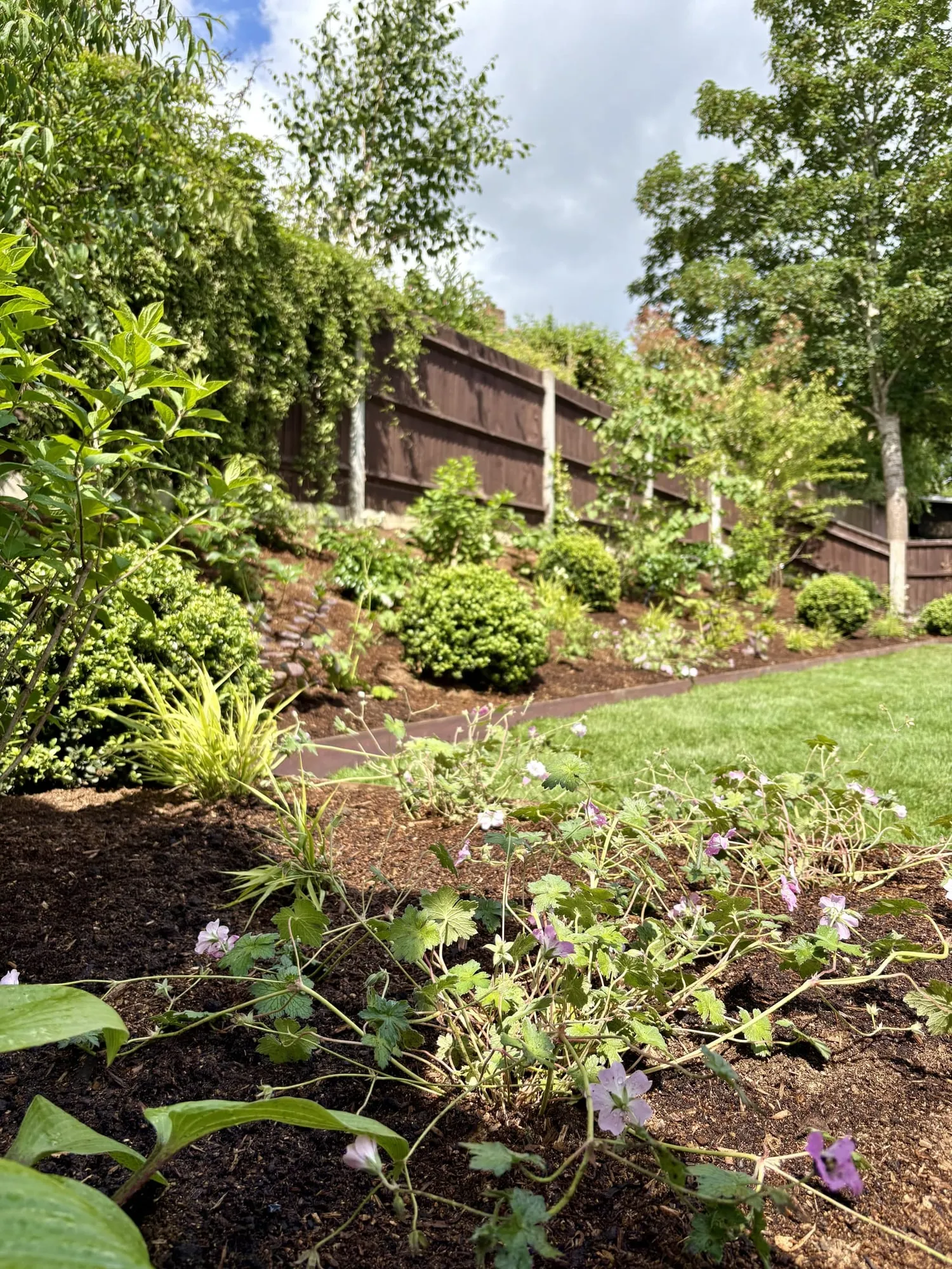 Newly planted border curving along the edge of a lawn