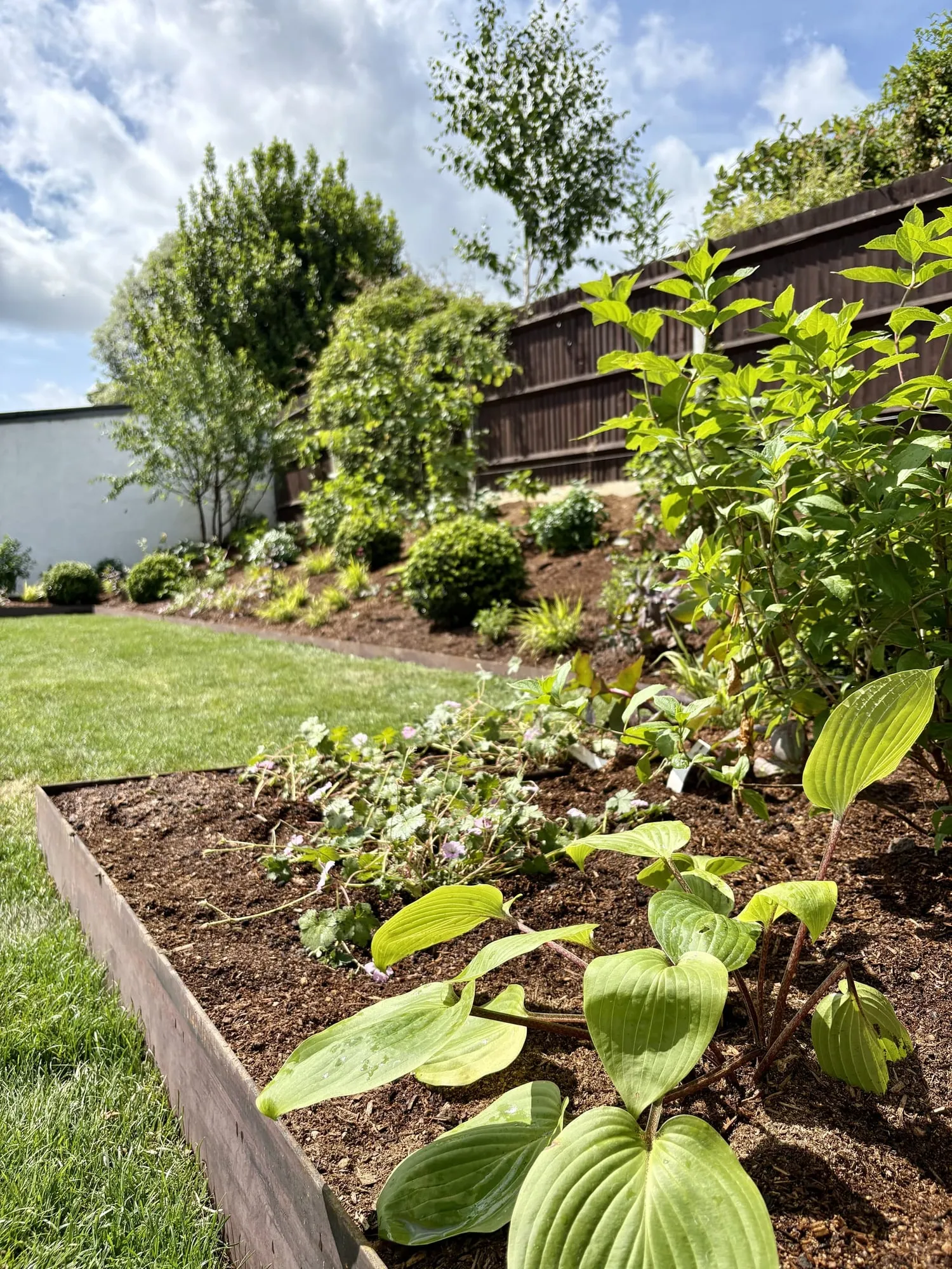 Border planted with hostas behind timber sleeper edging