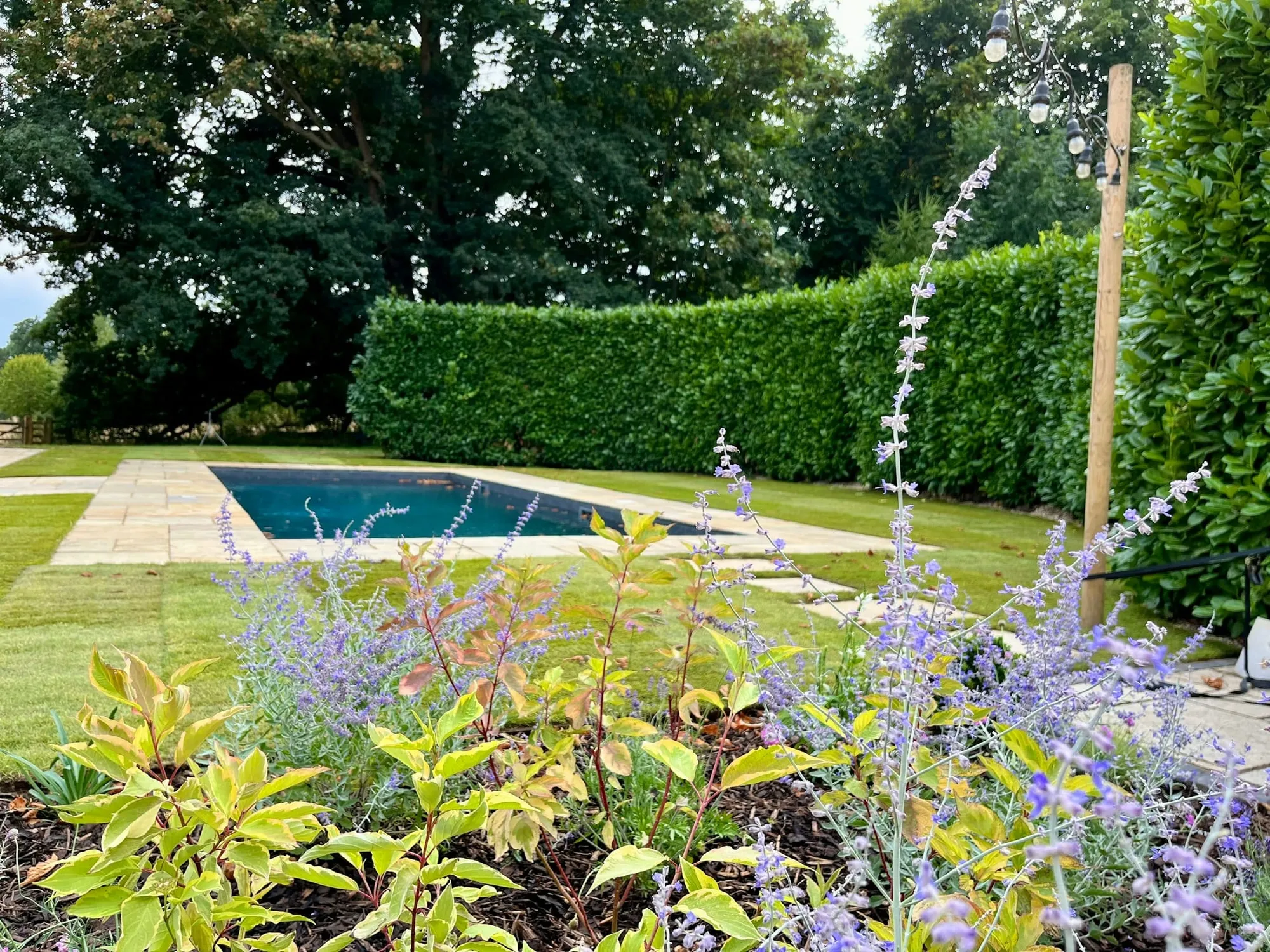 Swimming pool framed by salvia and lush summer planting