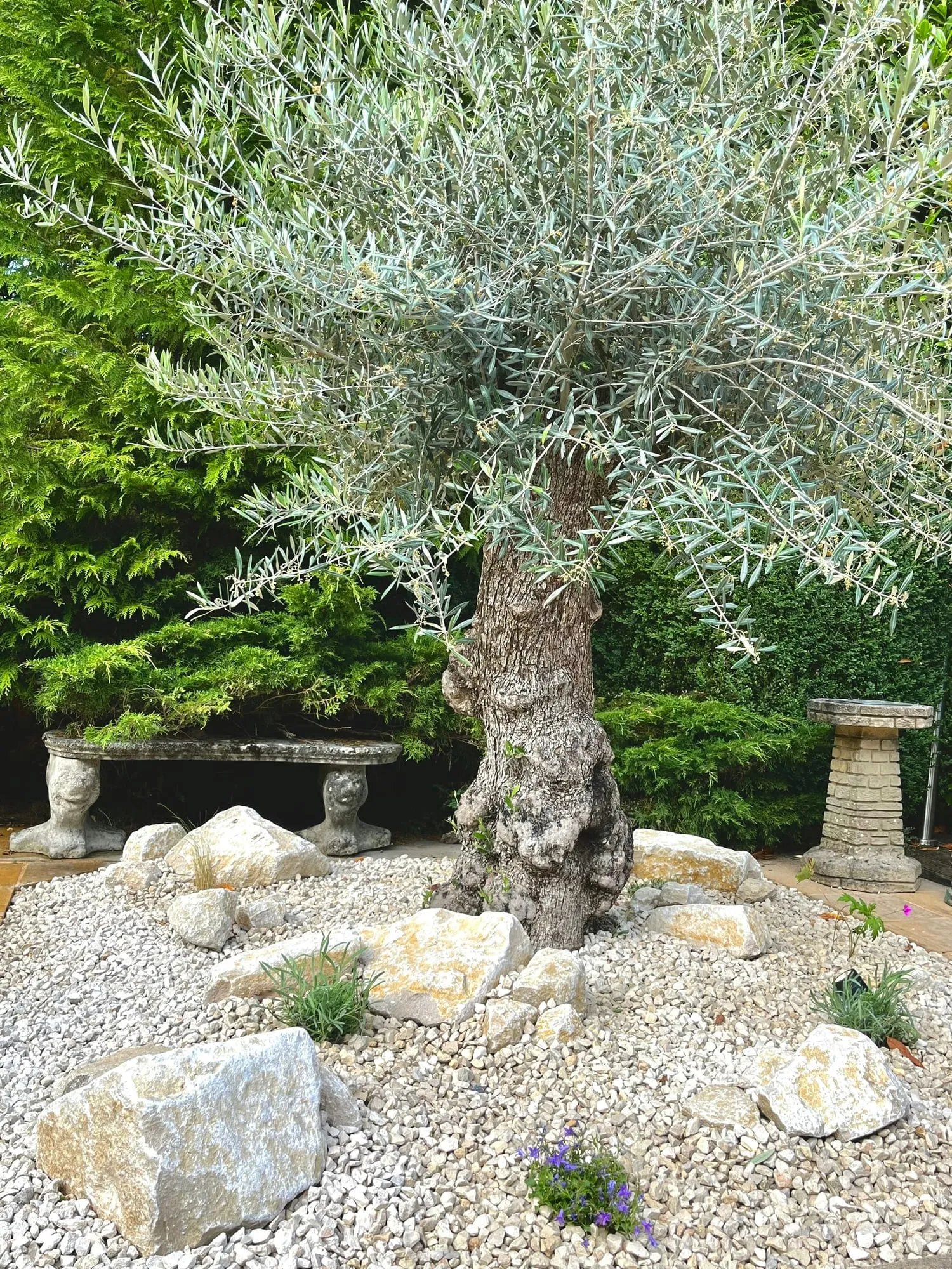 Mature olive tree set on gravel with pale boulders and clipped hedging